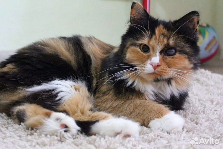 Кошки в добрые руки бесплатно