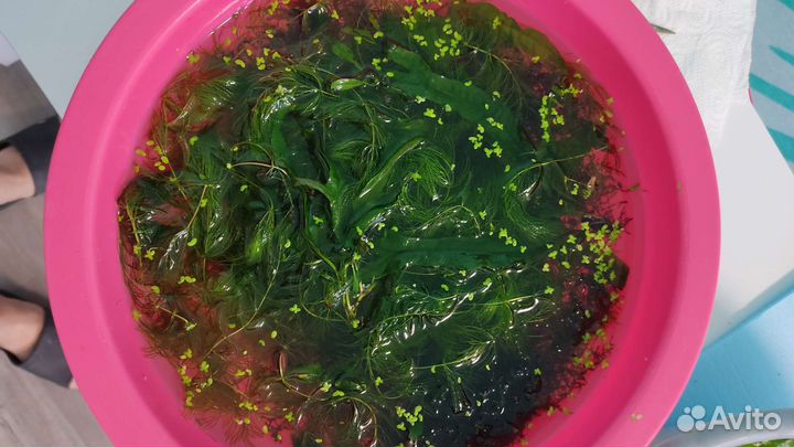 Аквариумные растения бесплатно