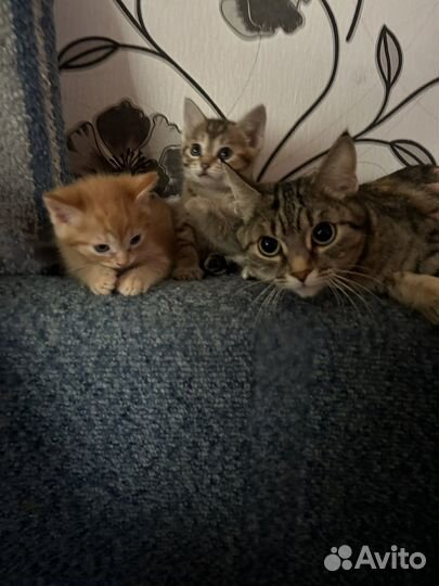 Котята в добрые руки