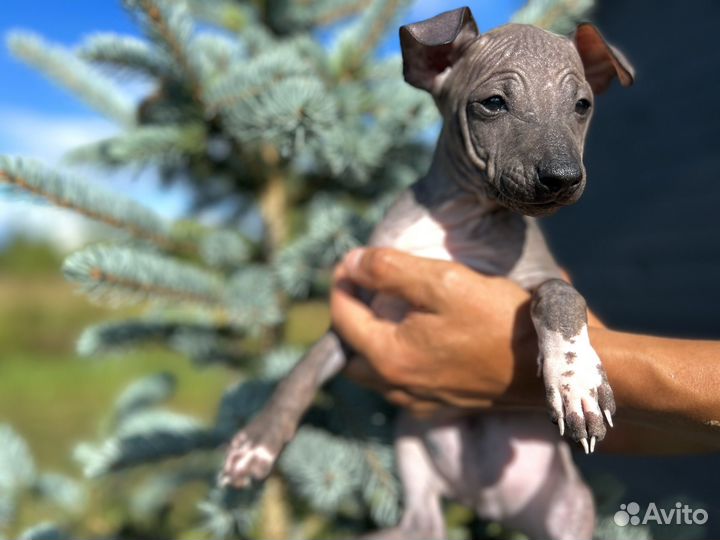 Американский голый терьер щенки