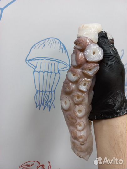 Щупальца осьминога сырая