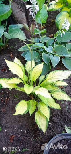 Хоста Атлантис и другие