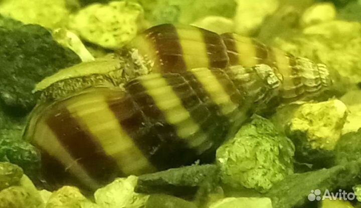 Улитка Хелена