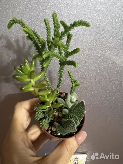 Флорариум суккуленты