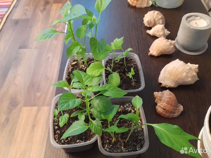 Рассада перца и баклажан
