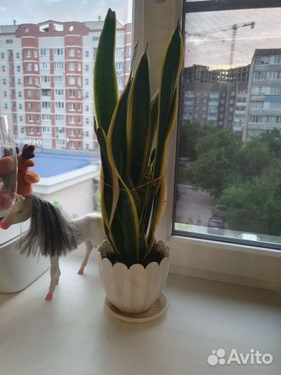 Сансевиерия