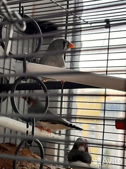 Амадины зебровые (австралийские воробьи)