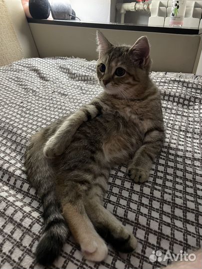 Кошка