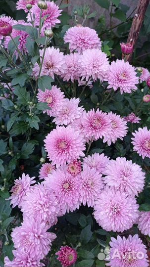 Хризантема