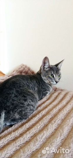 Найдена Кошка