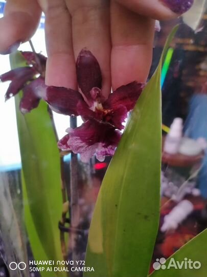 Орхидея кабрия в ассортименте