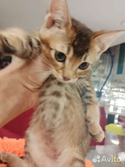 Кошка Чаузи