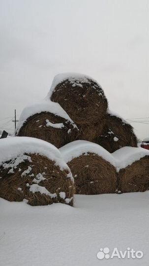 Сено в тюках