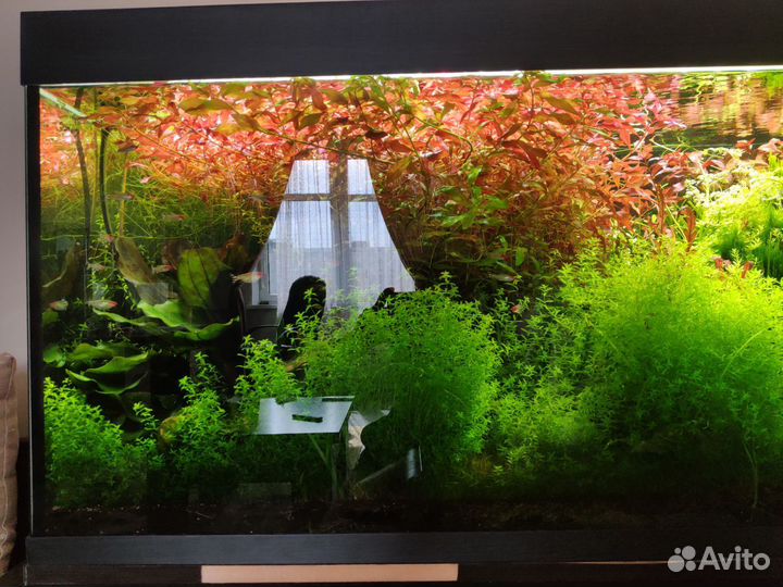 Аквариумные растения прополка