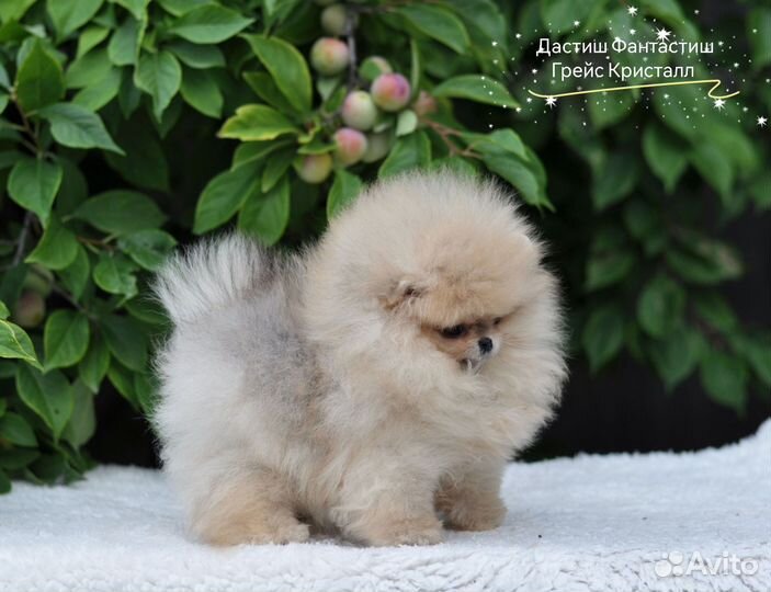 Микро девочка Померанский Шпиц