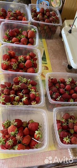 Росада клубники урожайная