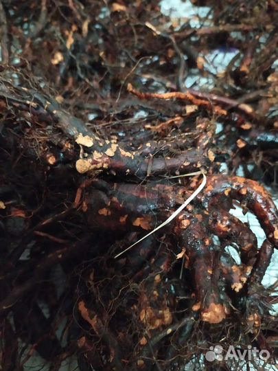 Лапчатка белая