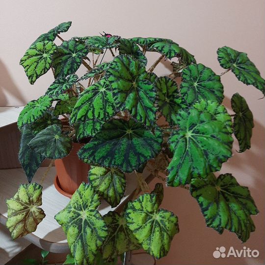 Бегонии сортовые