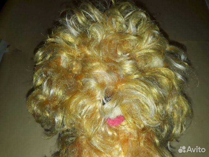 Собака Болонка СССР