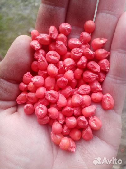 Семена кукурузы