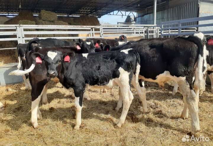 Телята бычки