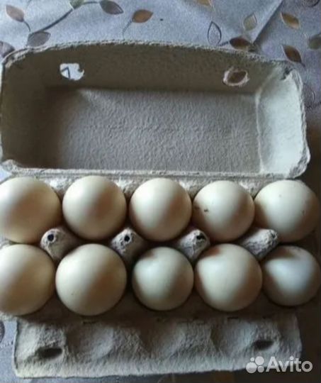 Яйца утиные столовые