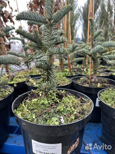 Пихта глаука