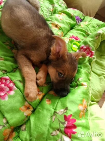 Щенок в дом