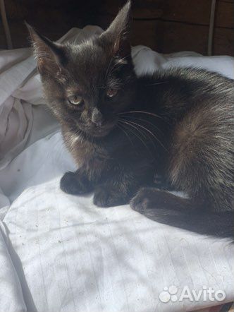 Котёнок мальчик