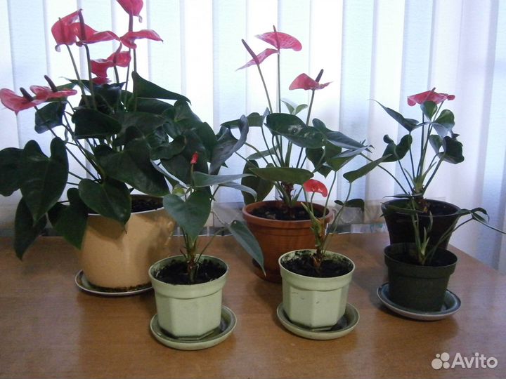 Комнатные цветы антуриум