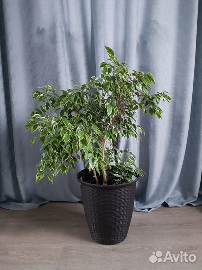 Фикус бенджамина