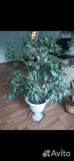 Фикус Бенджамина плетеный 1,5м
