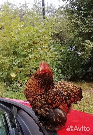 Кохинхин карликовый яйцо