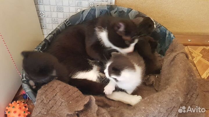 Котята в дар бесплатно