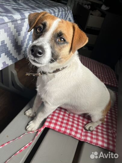 Вязка собак джек рассел