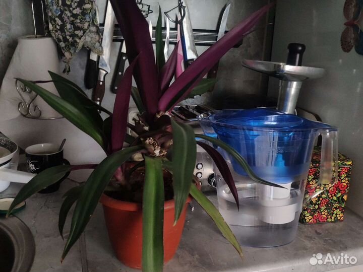 Комнатные растения