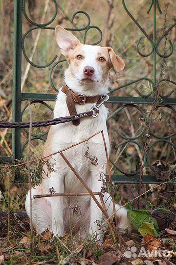 Передержка собак