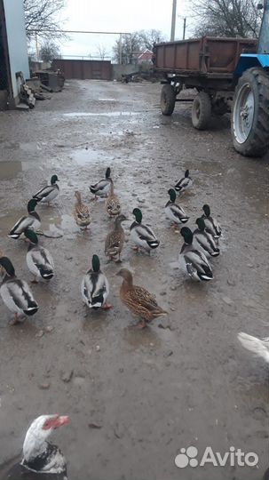 Домашняя кряква