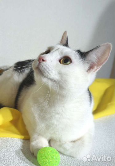 Кот Тюбик (4 года)