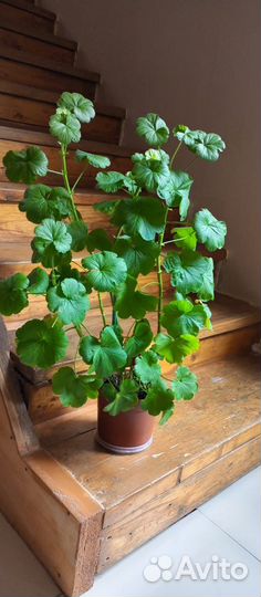 Пеларгония герань