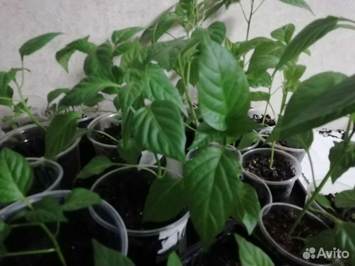 Рассада помидор и перцев