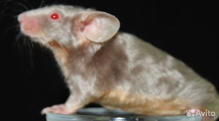 Декоративные сатиновые мыши (сиамские, тигровые, з