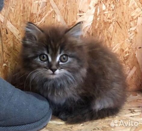 Кошки в добрые руки