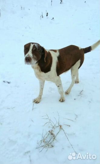 Метис Охотничьей породы бесплатно