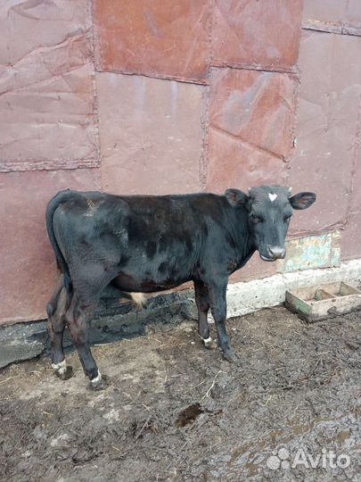 Бык и бычки