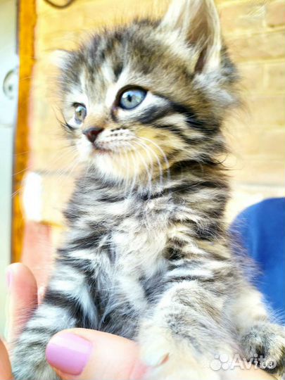 Котята кошечки в добрые руки