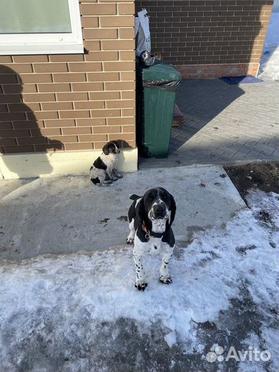 Вязка. Кобель, русский охотничий спаниель