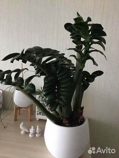 Замиокулькас зензи