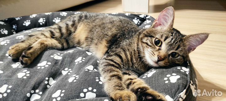 Красивая кошечка, 1 годик, стерилизована