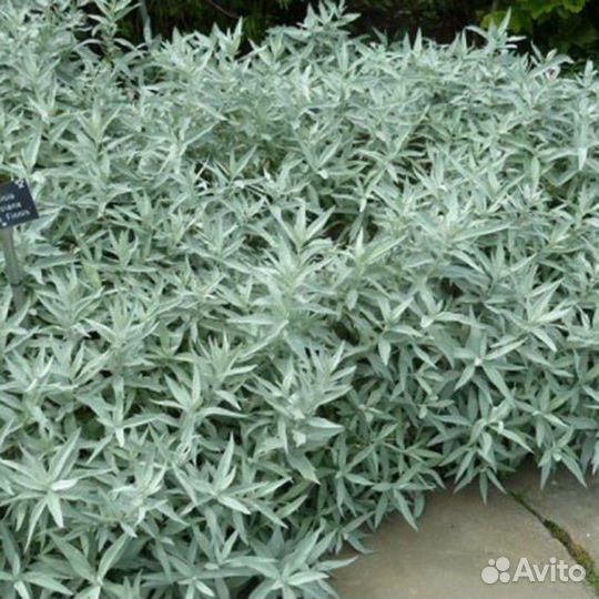 Полынь людовика